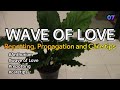 WAVE OF LOVE Repotting, Propagation, CARE TIPS | 07