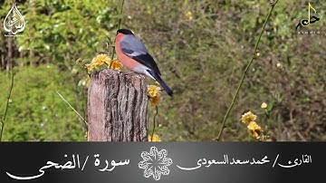 سورة الضحى بصوت القارئ / محمد سعد السعودى
