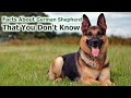 Facts About German Shepherd That You Don&#39;t Know