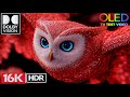 Best 16K OLED HDR Demo 2026 | Dolby Vision 4K Ultra HD 120fps Relaxing Visuals
