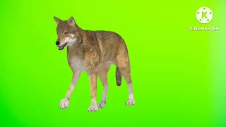 Green screen wolf cartoon video