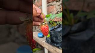 strawberry plant terrace garden