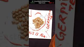 How To Grow Blacks Pepper Seeds At Home , Grow Black Pepper From Seeds
