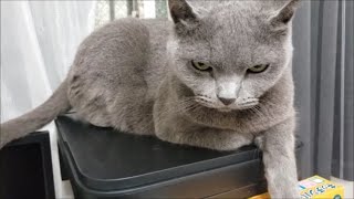 カッコつけてるすずまろをイジって歌ったら怒られた