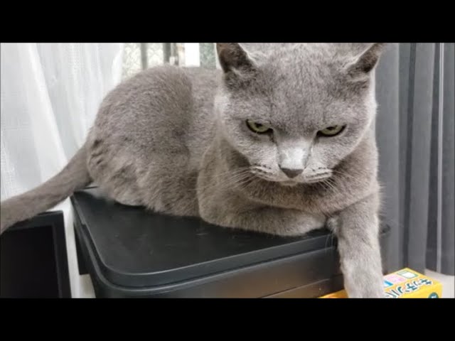 カッコつけてるすずまろをイジって歌ったら怒られた - YouTube 