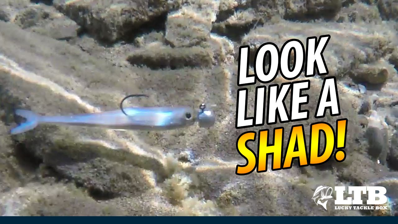 How To Fish Shad Baits  Lucky Tackle Box Tips 