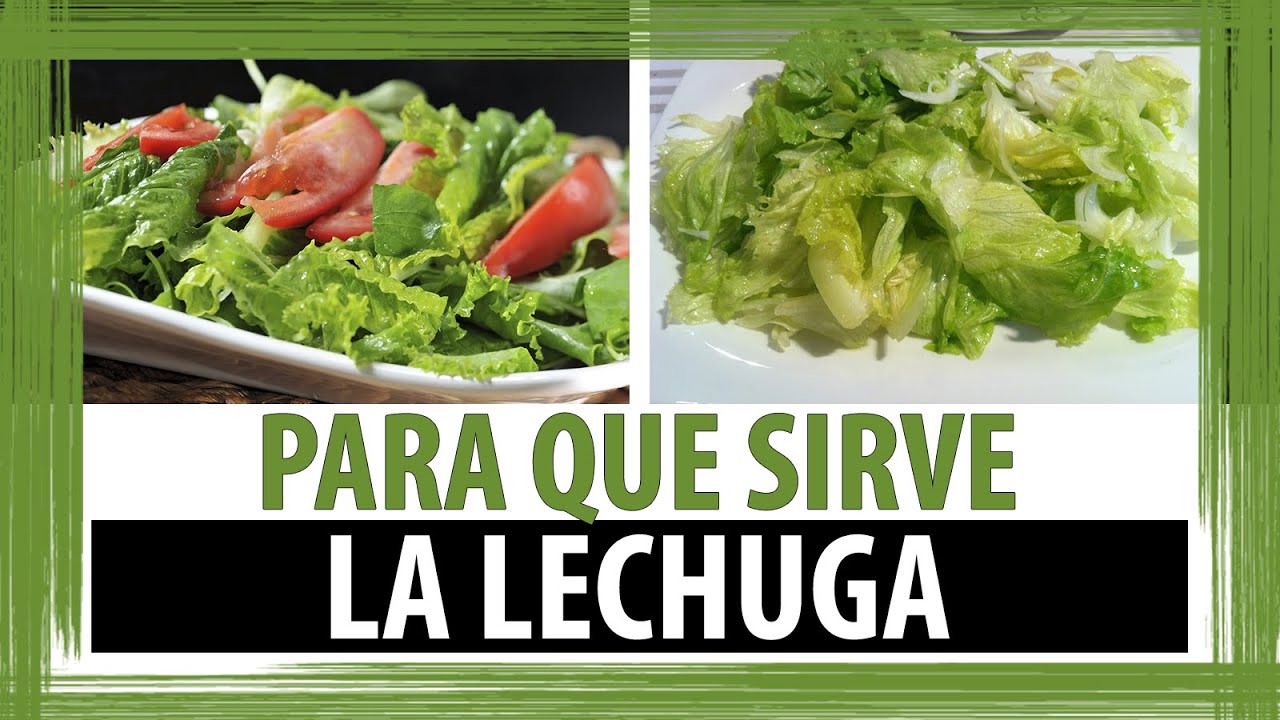 Para que sirve la lechuga Para que sirve la lechuga