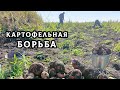 Картошку копать никогда не поздно. Некоторые экземпляры картофеля поражают своим гигантским размером