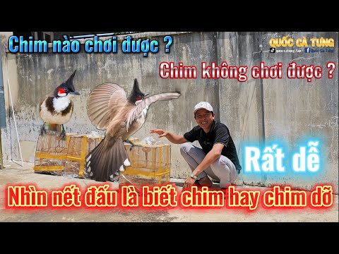 Cách nhận biết chào mào nết chim thi và chim nào chơi được 2023 mới nhất