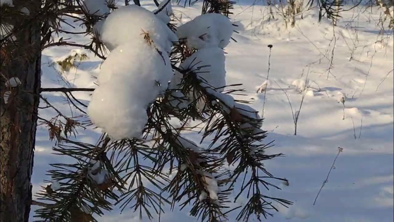 Снежка лечением