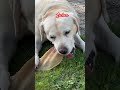 Das Öhrchen #tiktok #labrador #retreiver #dog #lecker #garten #öhrchen #puppy