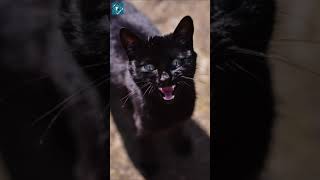 Fakta Tentang Kucing Hitam