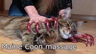 ASMR FUNNY CAT Maine Coon relax massage