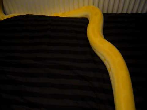 my new albino green het granite burmese python