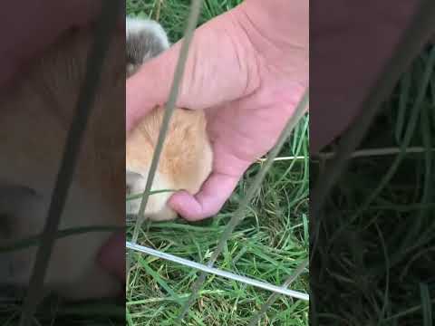 Video My mini-lop just wants love ❤️ - youtube