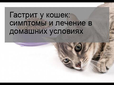 Гастрит у кошек: симптомы и лечение в домашних условиях