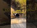 【緊急】　猫ちゃんの後ろに見たことのない生き物が、、、　#猫　#緊急 #未確認生命体 #shorts