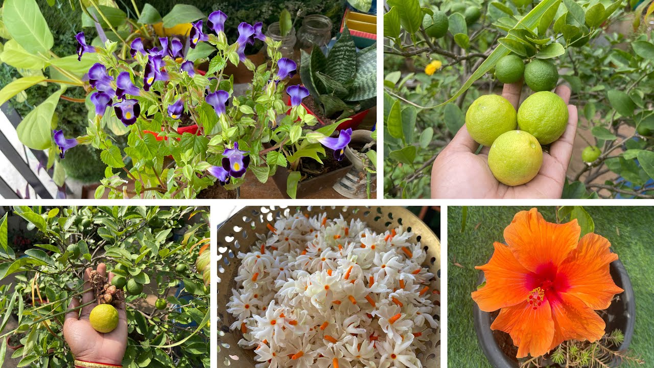 My terrace garden in bengaluru! Harvest,  plants update,collecting flowers and new plants 🌱🪴🌺🌸🌼