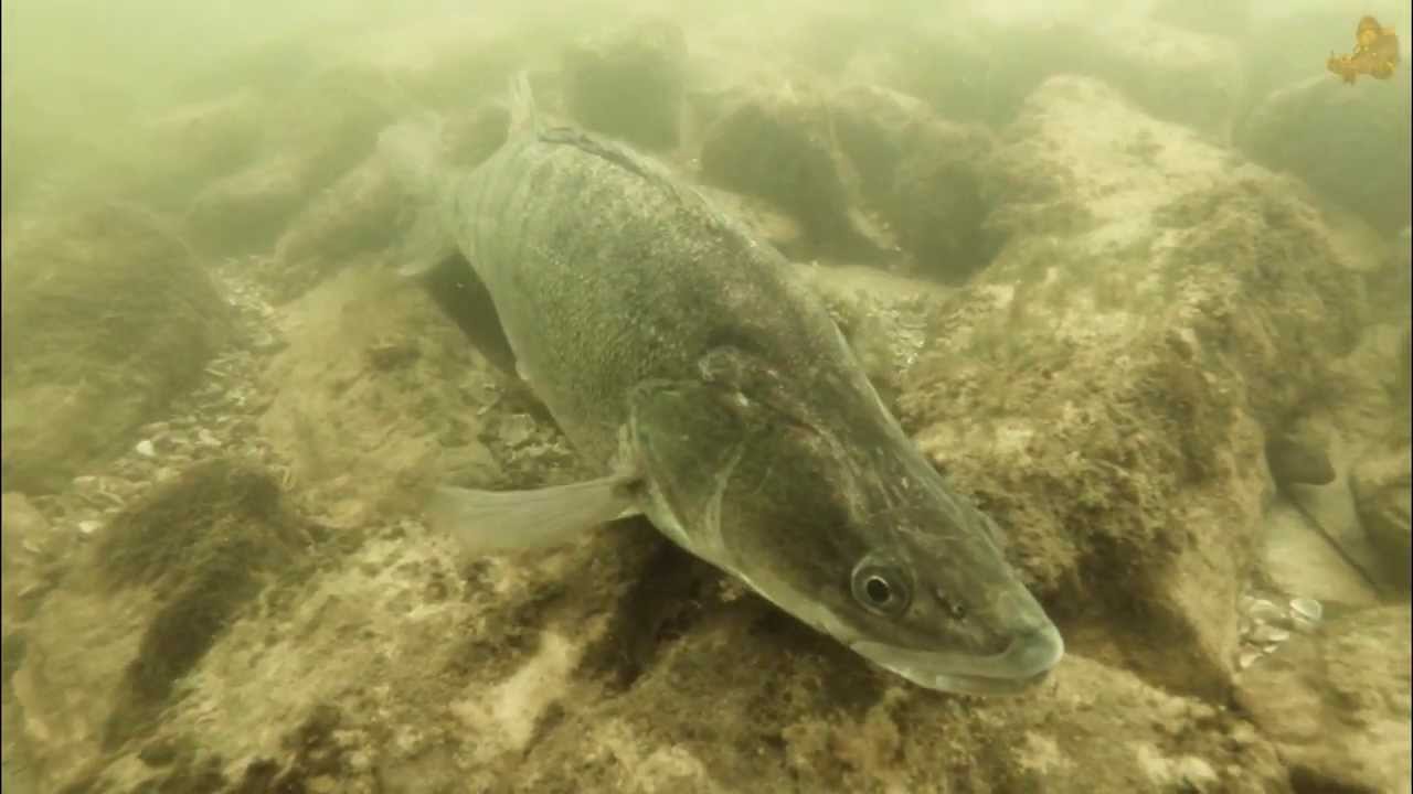 Zickige Zander Rothsee 2013