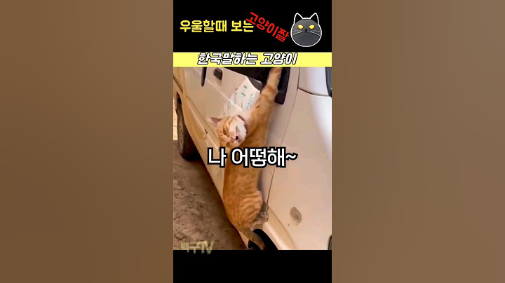 한국말로 살려달라하는 신기한 고양이!?? #cat #cute #animals #shotrs