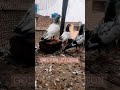 Golden Pigoens | Pakistani Pigeons | Pigeon Wolrd | Beautiful Pigeons