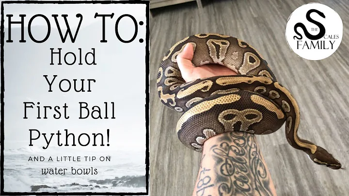 How to Hold Your First Ball Python!