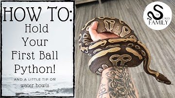 How to Hold Your First Ball Python!
