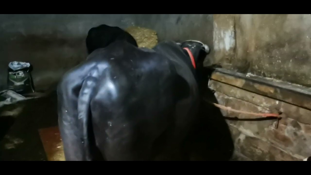 ਰਾਤ ਨੂੰ ਇਸ ਤਰ੍ਹਾਂ ਮੱਝਾ ਦੀਆ ਖੁਰਲੀਆਂ ਸਾਫ ਹੋਣੀਆਂ ਚਾਹੀਦੀਆਂ ਹਨ 