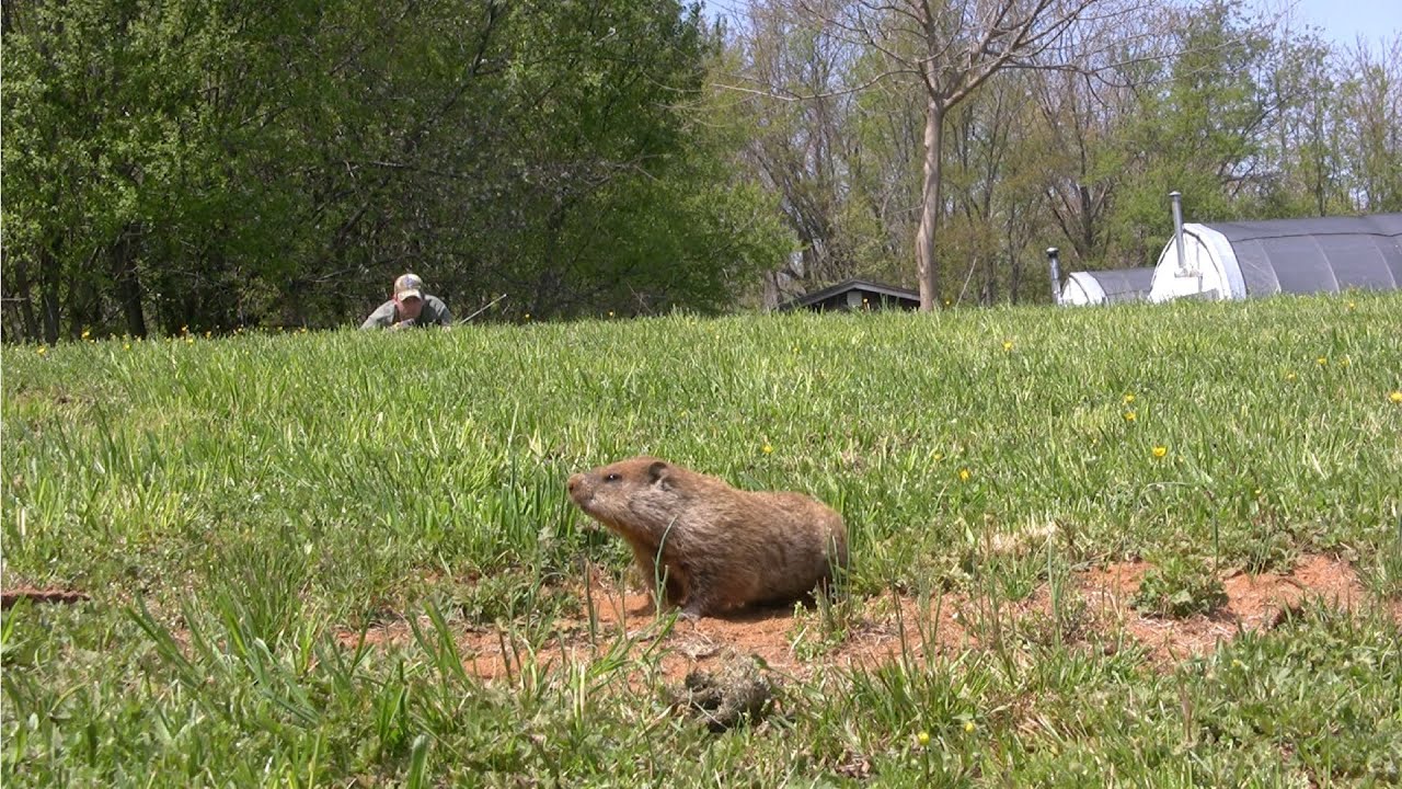 groundhog day vs 50 dates groundhog groundhog day vs 50 dates groundhog