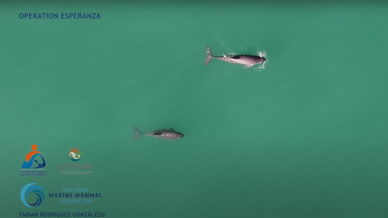 VAQUITA 2024 Operation Esperanza YouTube