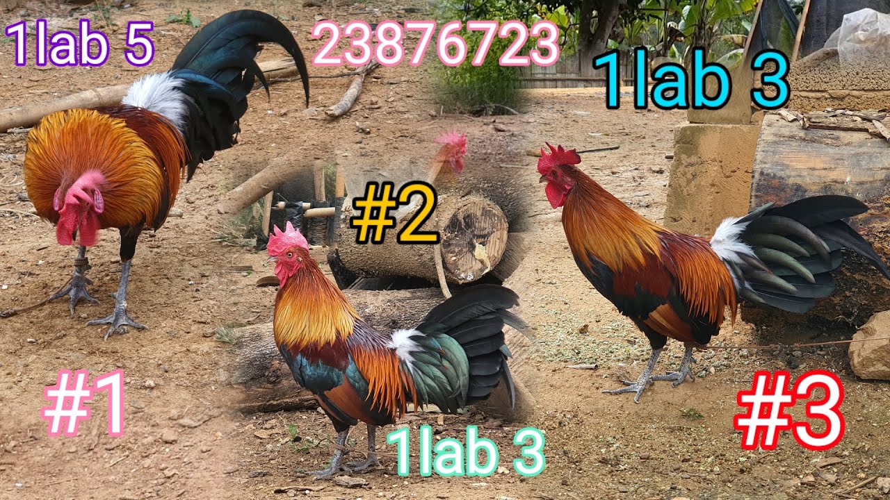 Saib qaib dib ua sis nyiam tu twg ce hu tuaj muaj nqi huv si lawm