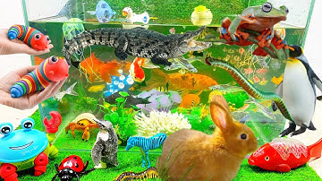 Động vật dễ thương,sứa,cá heo,ốc,cá voi,cá đuối,cá chép,cá mập,thằn lằn,chim cánh cụt,sinh vật biển