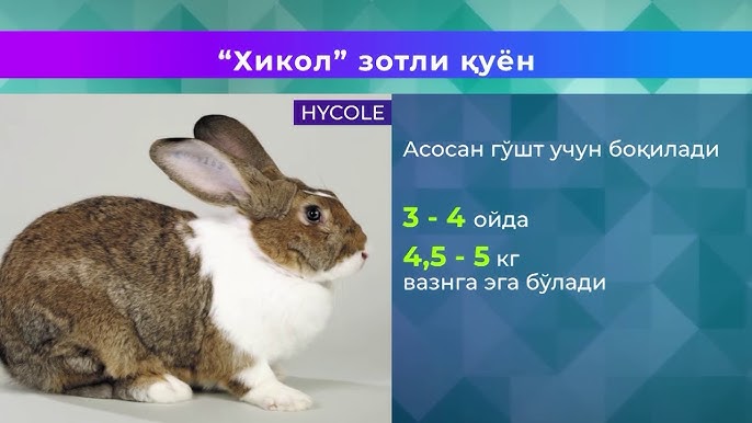 Yangi qishloq pornosi: Qishloqda odamlar qanday sikishadi Bob kesilgan qiz sikilayapti