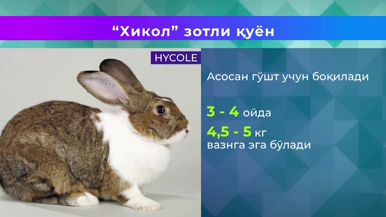 Sirdaryo  Quyonchilik