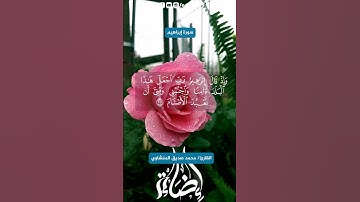 القارئ الباكي محمد صديق المنشاوي رحمه الله!#محمد_صديق_المنشاوي  #اضاءة #قرآن_كريم