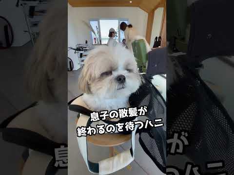 【シーズー犬/はに丸】1歳の息子の散髪が終わるまで大人しく待つ姿が愛おしすぎる #shorts