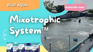 Blue Aqua International super intensive shrimp farming