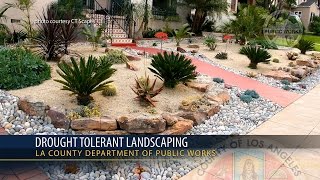 La county public works wants you to know that planting drought
tolerant plants will help conserve water and save money. because of
our dry, mediterranean...