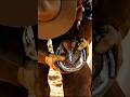 Horse Can’t Walk… Look What’s Stuck Inside 😳🐴Hashtags:#horse #hoof #satisfying #oddlysatisfying