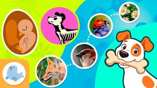 animals kids types diet reproduction