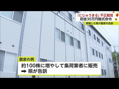 にじゅうまる」無許可で栽培 種苗法違反で農家の男に罰金30万円の略式