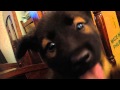 ISIS - The Cutest and talented Puppy on Earth
