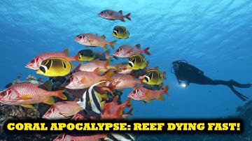 Coral Crisis: Great Barrier Reef Suffers Worst Bleaching Event in History | digizon
