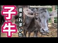 超絶可愛い女の子🐂❤️