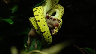 Famous Paludarium#1 - Morelia Viridis / Green tree Python Net Worth