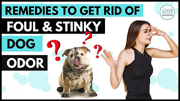 STINKY DOG? How you can make your dog smell good?