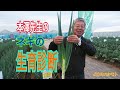 ≪プロが教える≫ 誰でも判りやすい<ネギ栽培>の秘訣!!! 【植物生理編】 タネのハ…