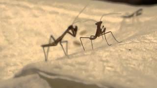 Mantid, Mantis Babies Eating Fruit Flies