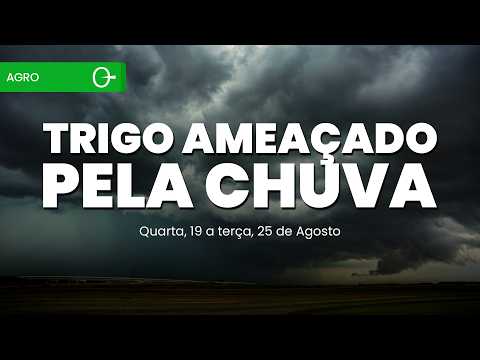 Excesso de chuva afeta trigo enquanto seca avança pelo interior