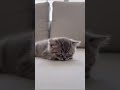 Realistic ASMR: Tiny Kitten Napping Peacefully on a Minimalist Couch 💤🐾#shorts #cat #cute #asmr